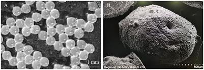 Microencapsulated phage composites with increased gastrointestinal stability for the oral treatment of Salmonella colonization in chicken